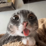 rigby curious.png